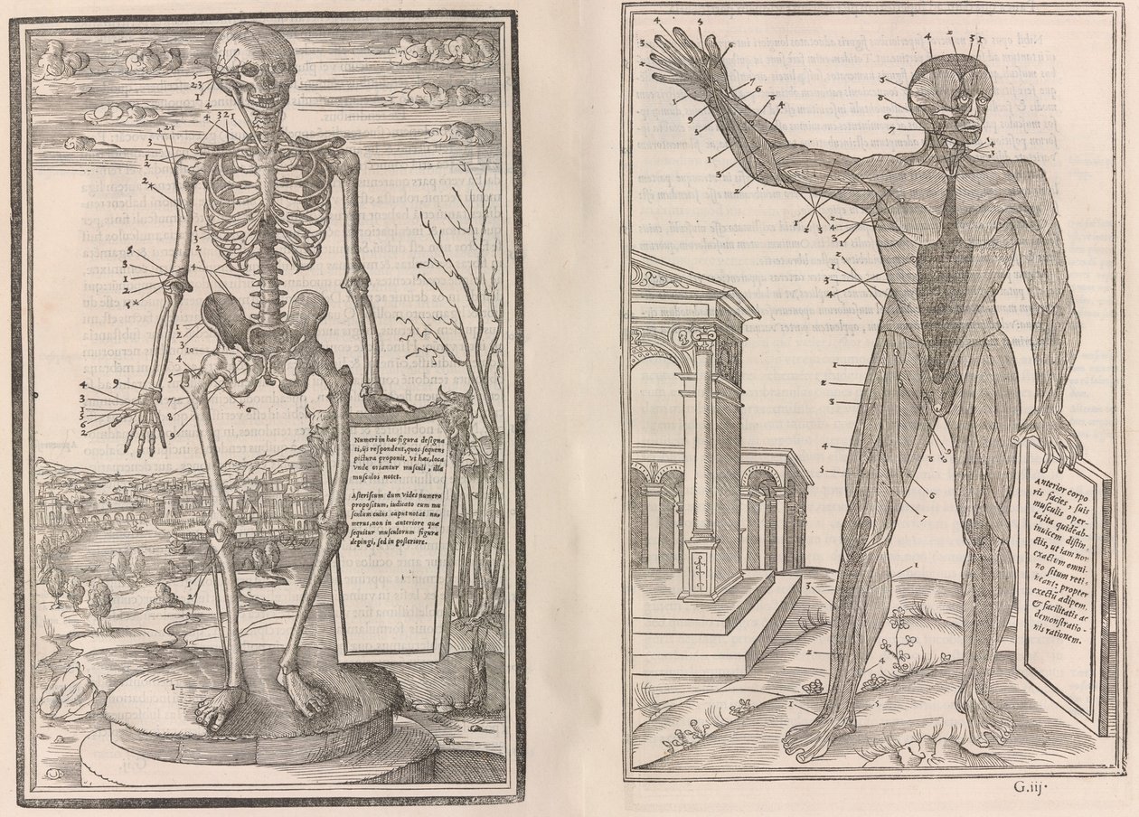 Om disseksjon av delene av menneskekroppen, bok tre, 1545 av Jean Jollat