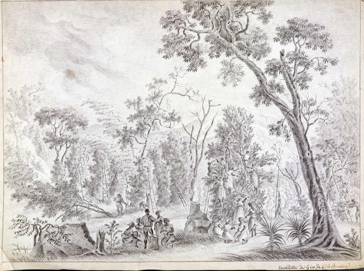 Høsting av nellik i La Reunion, begynnelsen av det nittende århundre av Jean Joseph Patu de Rosemont