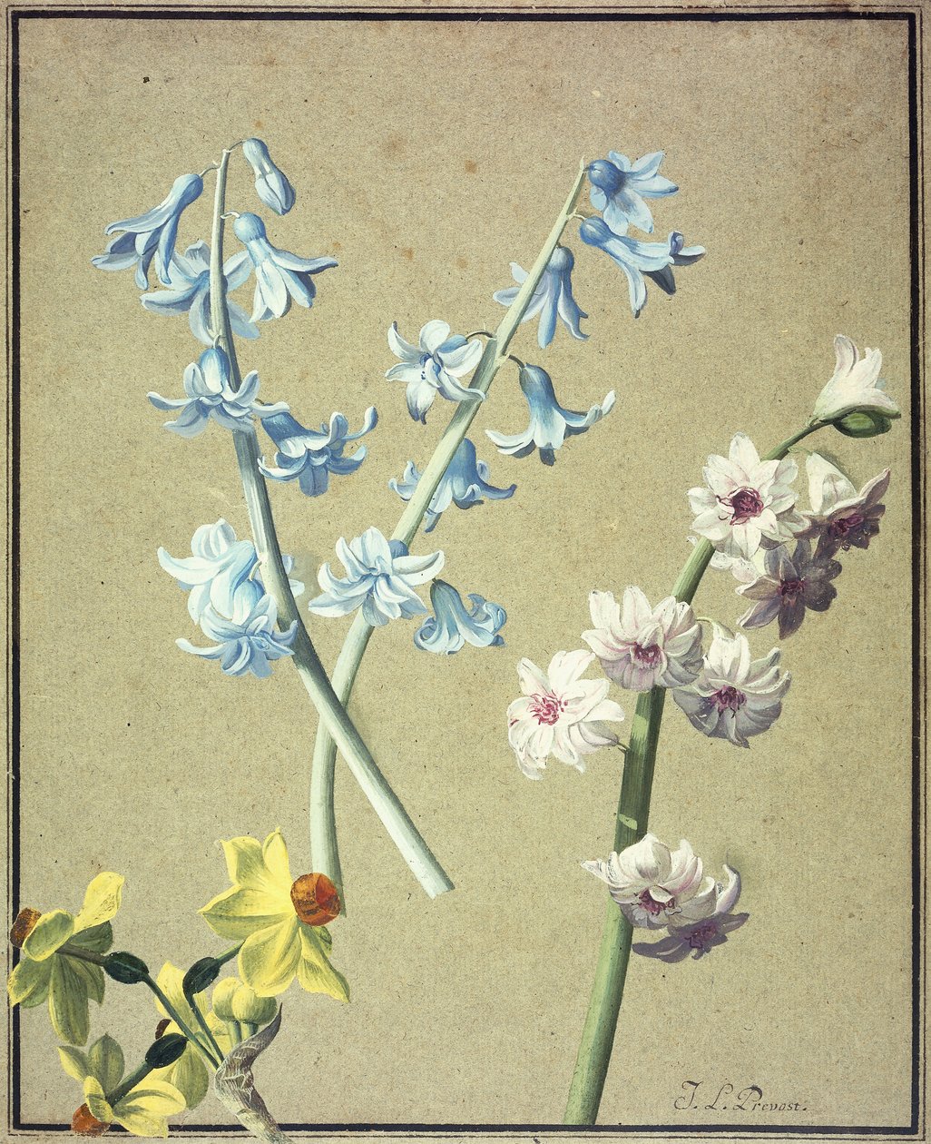 En blå og en lavendelhyacint, og en gul narcissus, ca. 1805 av Jean Louis Prevost