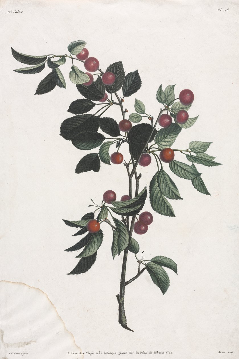 Blomster- og fruktsamling: Tidlige kirsebærgrener av Jean Louis Prevost
