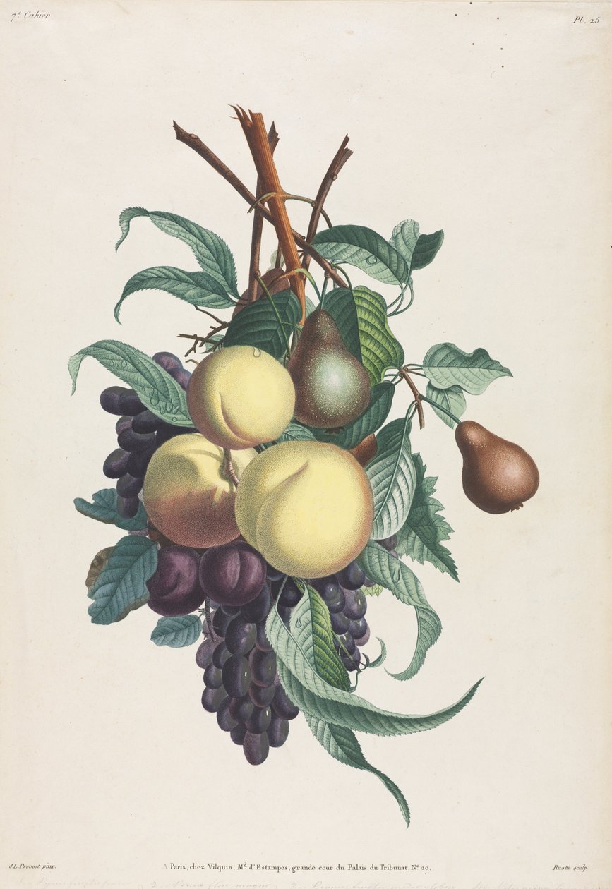 Samling av blomster og frukt: Grener av rousselet, fersken, plomme og drue av Jean Louis Prevost
