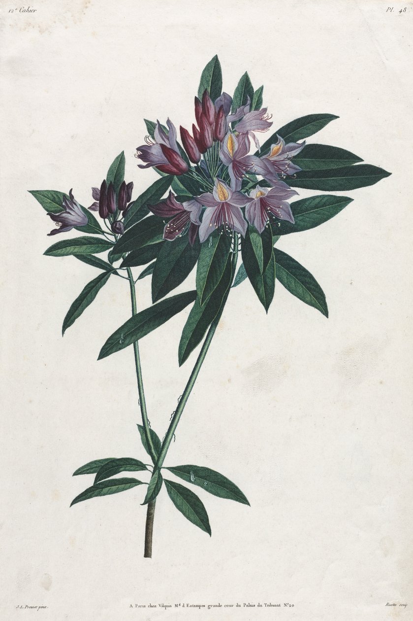 Pontisk Rhododendron av Jean Louis Prevost