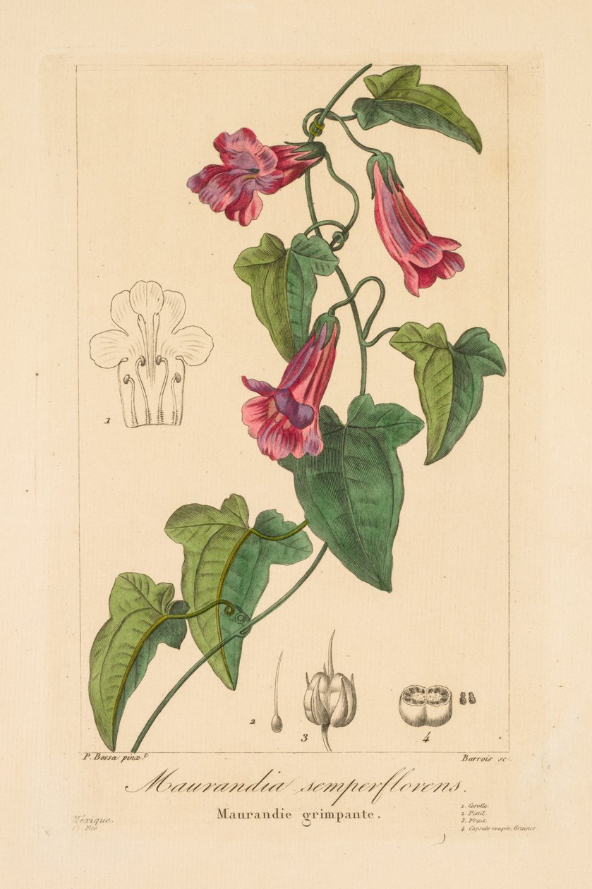 Flora av gartnere, amatører og produsenter: Maurandia semperflorens, 1836. av Jean Pierre Frederic Barrois