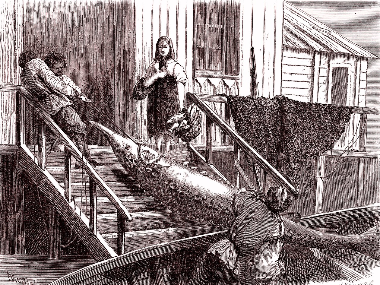 Fiske stør på Volga-elven, Russland. 1867 (gravering) av Jean Pierre Moynet
