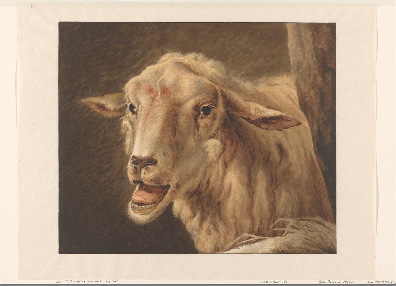 sauehode av Jean Zacherie Mazel