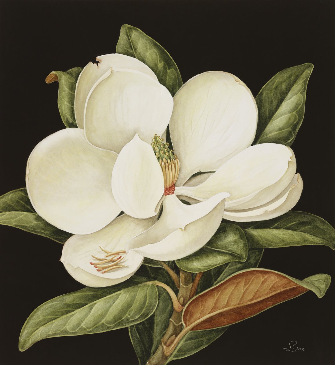 Magnolia Grandiflora, 2003 (wc på papir) av Jenny Barron