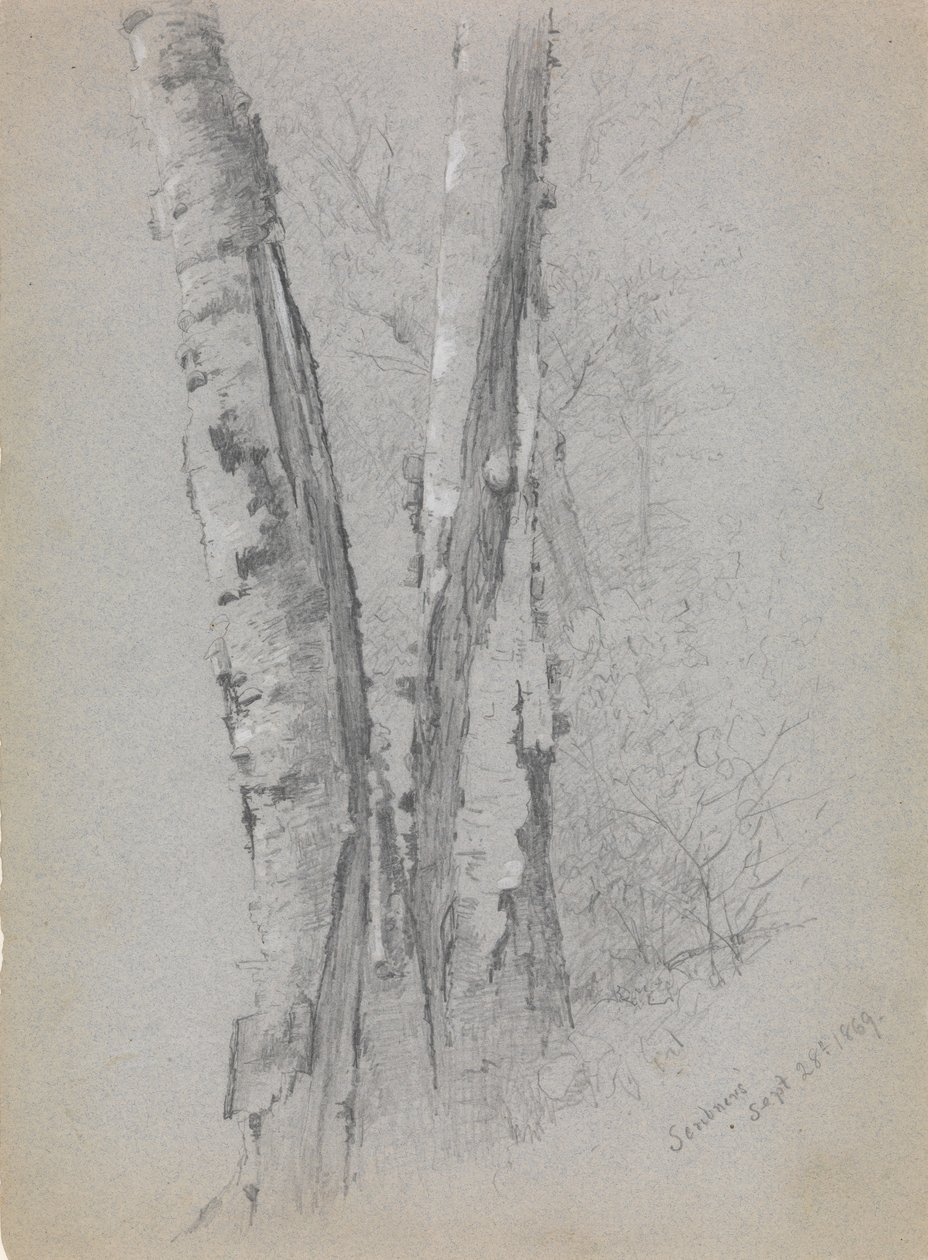 Studie av Birch Trunks Scribners', 1869. av Jervis McEntee