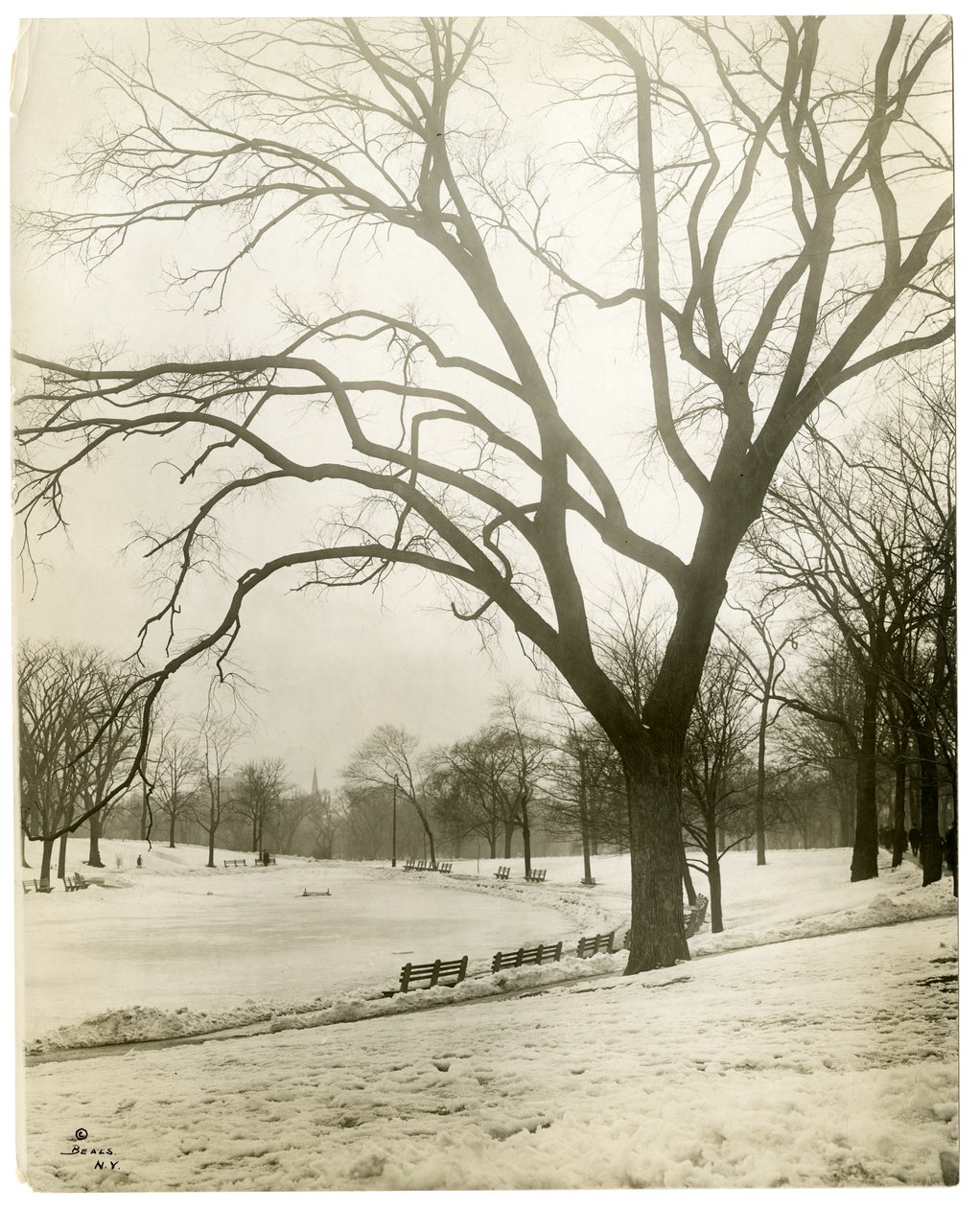 Boston Common & froskedam, ved tre, Boston, USA, ca. 1902-10 (foto av gelatinsølv) av Jessie Tarbox Beals