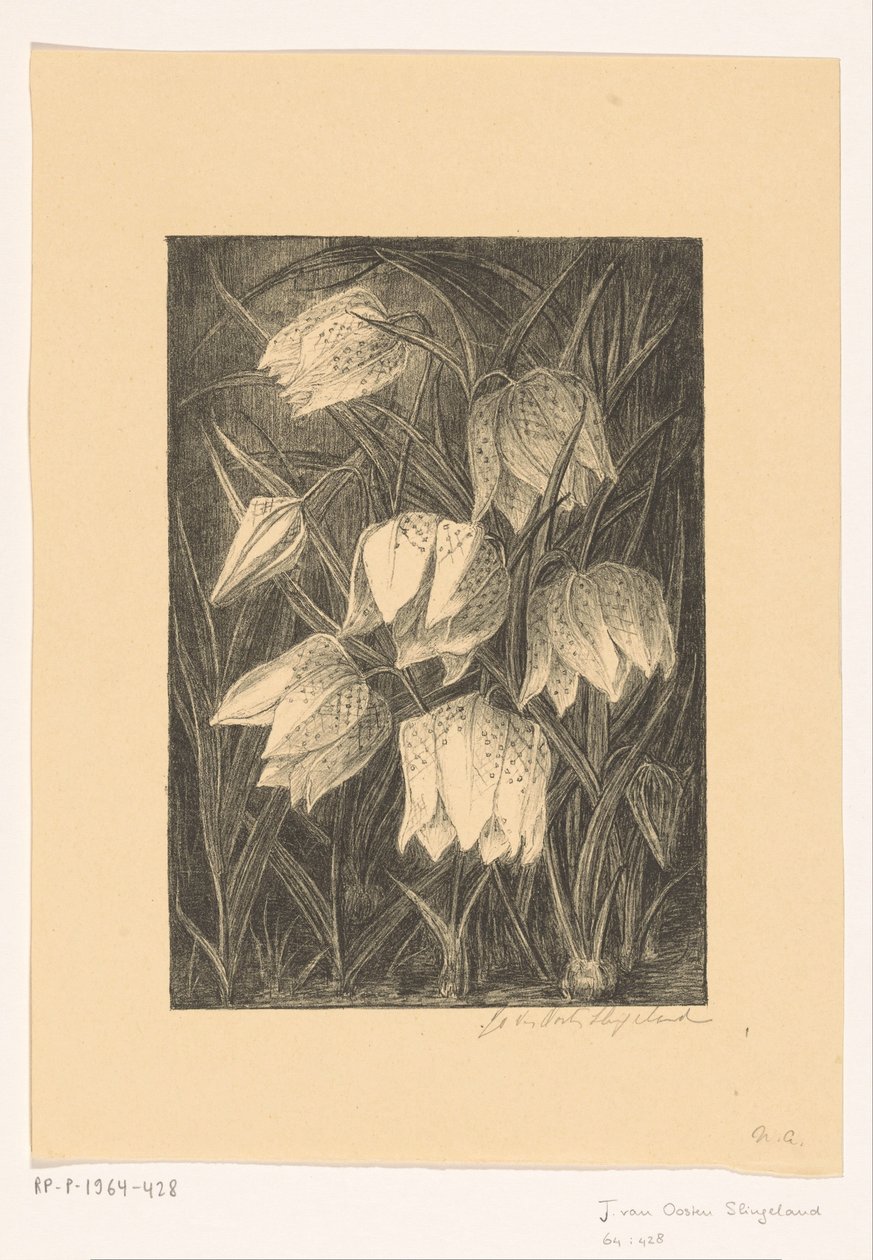 Viviblomster av Jo van Oosten Slingeland (signed by artist)