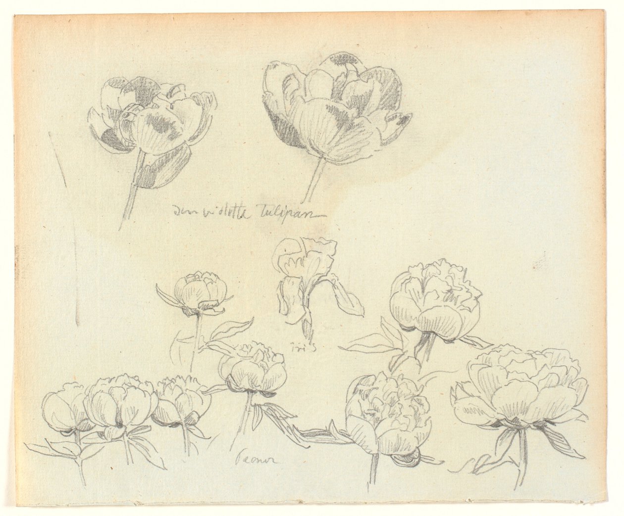 Blomsterstudier av Joakim Frederik Skovgaard