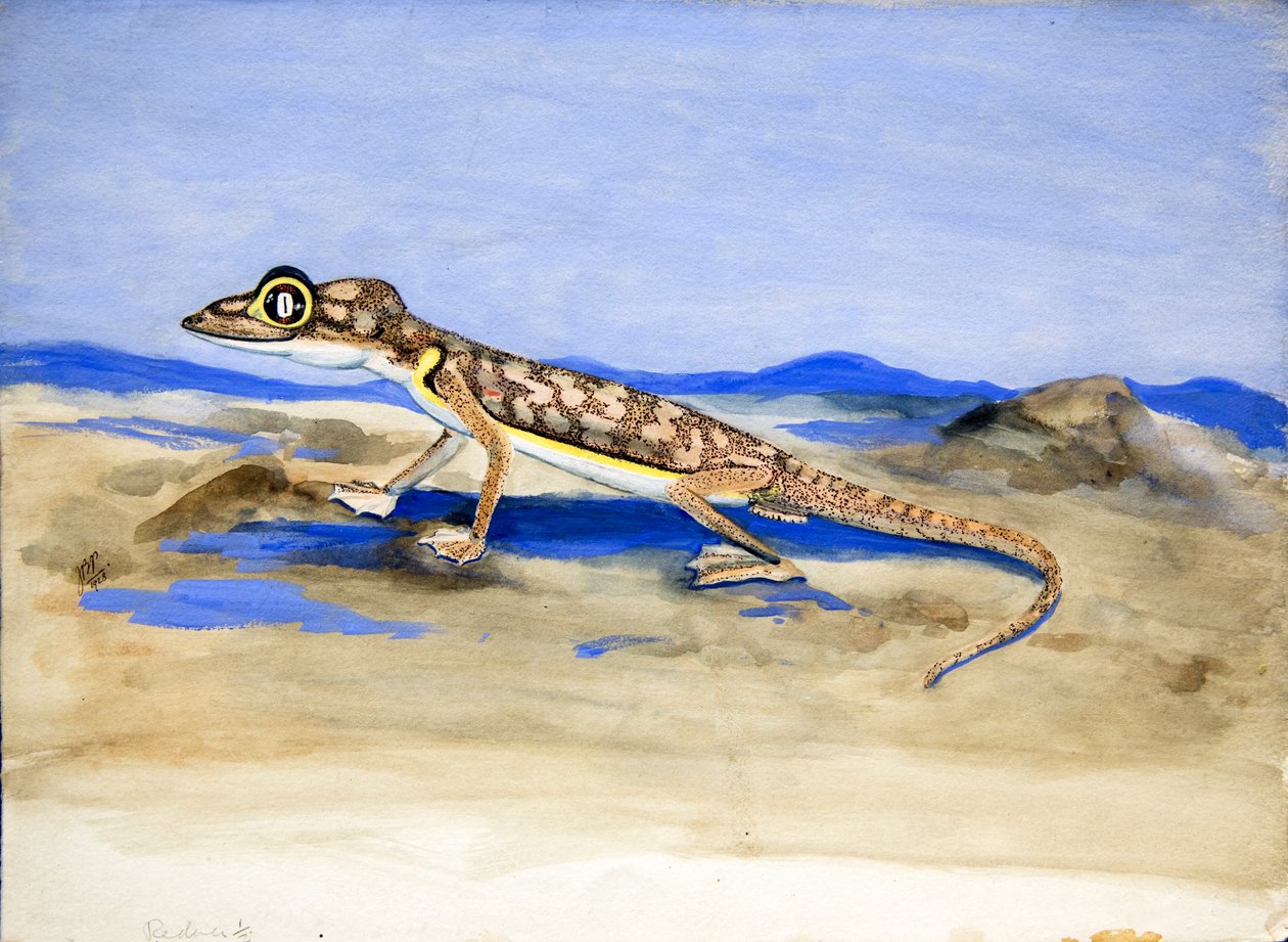 Palmatogecko rangei Anderson, 1928 (wc på papir) av Joan Procter