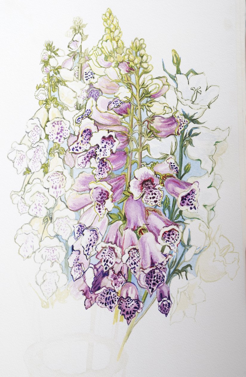 Foxgloves and White Campanulas, 2012, (wc på håndlaget papir) av Joan Thewsey
