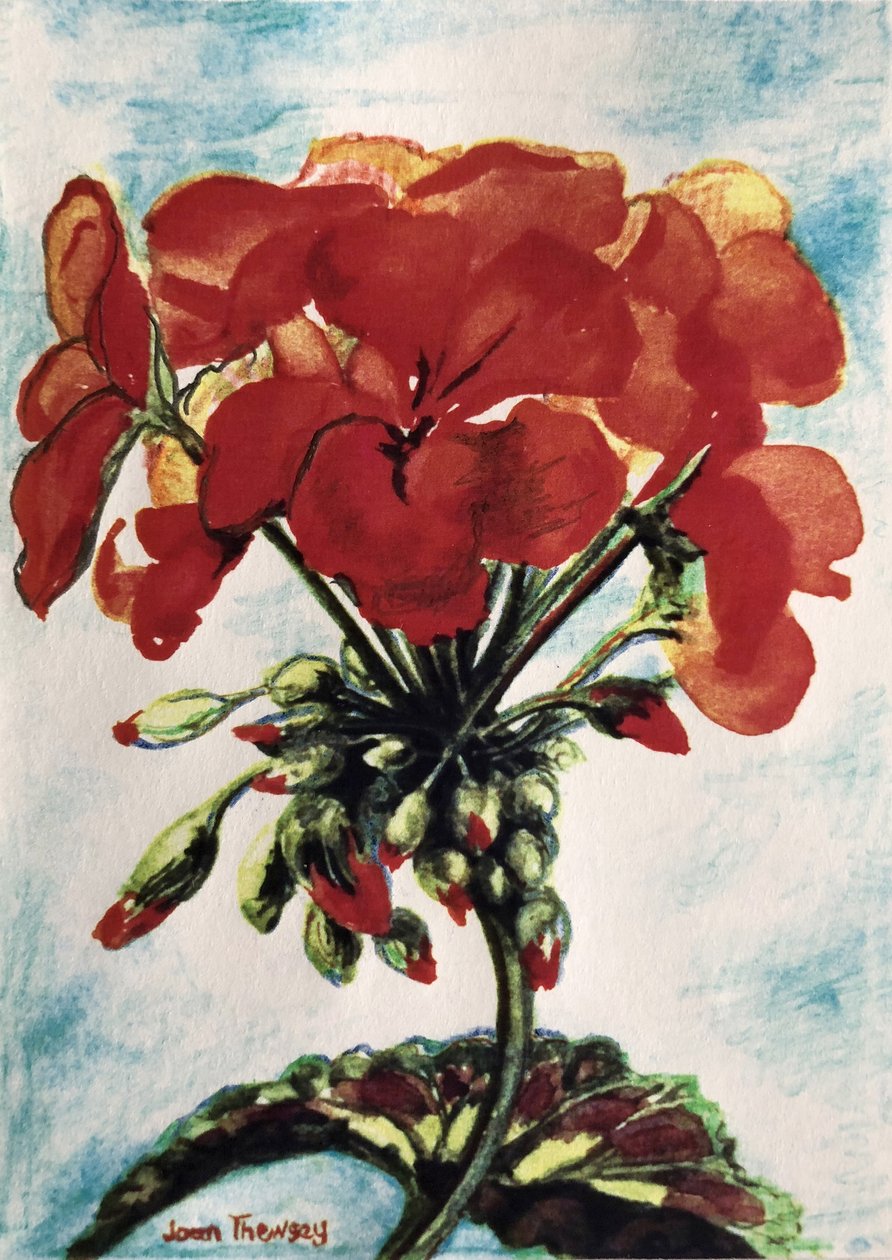 Geranium, av Joan Thewsey