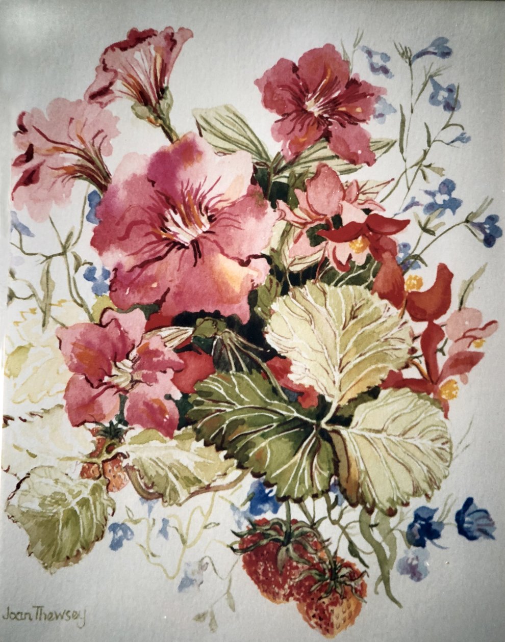 Petunia, Lobelias, Begonia og Jordbær i en terrassegryte, av Joan Thewsey