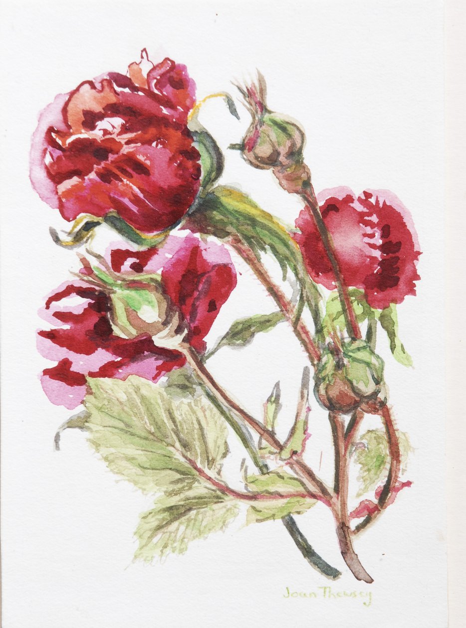 Red Rose Spray, 2001, (wc på håndlaget vannfargebrett) av Joan Thewsey