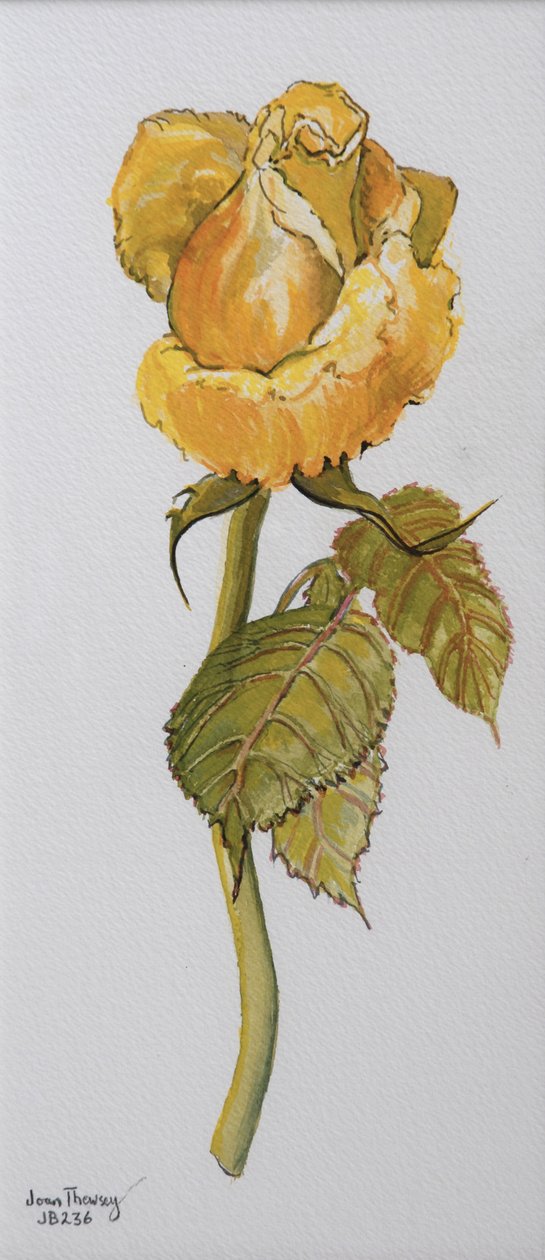 Single Yellow Rose Arthur Bell 2006 (vannfarge på papir) av Joan Thewsey