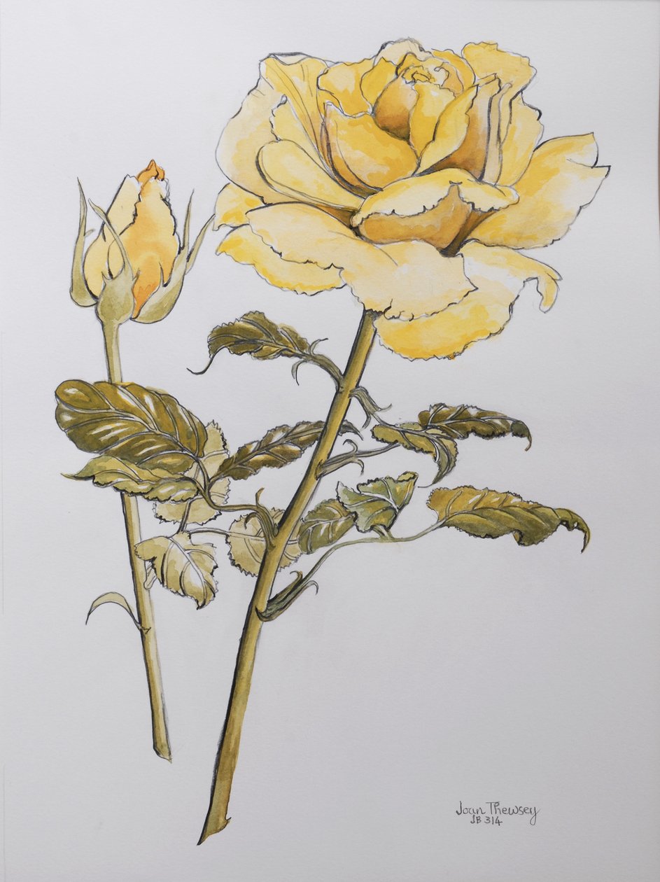 Gul rose med blader med knopp, 2012, blyant og (wc på håndlaget papir) r av Joan Thewsey