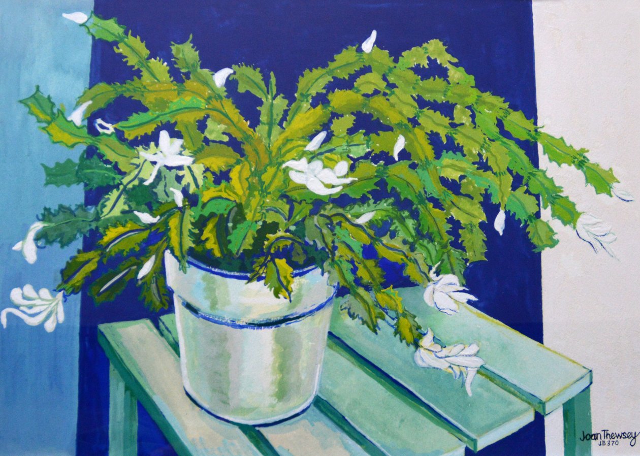 Julekaktus, 2000 (gouache) av Joan Thewsey