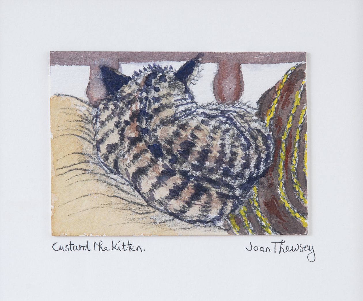 Custard the Kitten,2005,(blyant og vannfarge) av Joan Thewsey