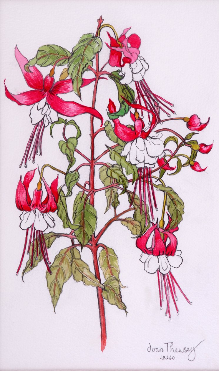 Fuchsiaer, 2000, blyant med vannfarge av Joan Thewsey