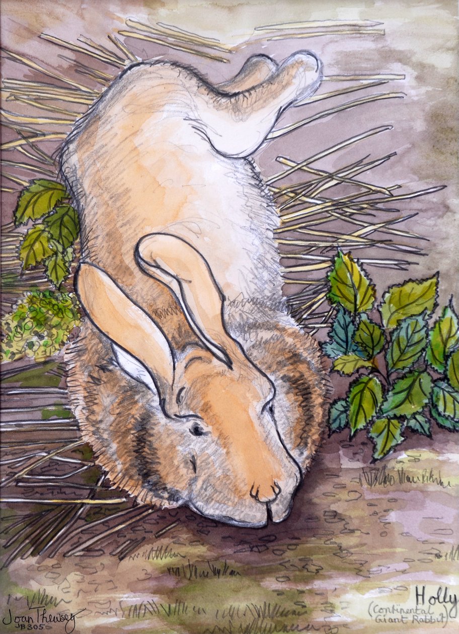 Holly, the Giant Continental Rabbit, 2002, (blyant og akvarell) av Joan Thewsey