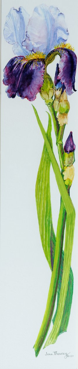 Iris med tre knopper, 2010, akvarell av Joan Thewsey