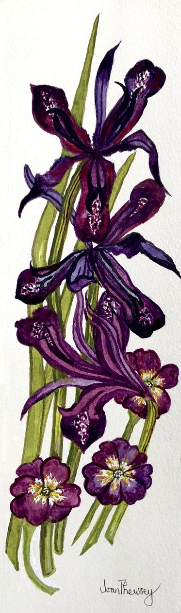 Iris og primula (akvarell) av Joan Thewsey