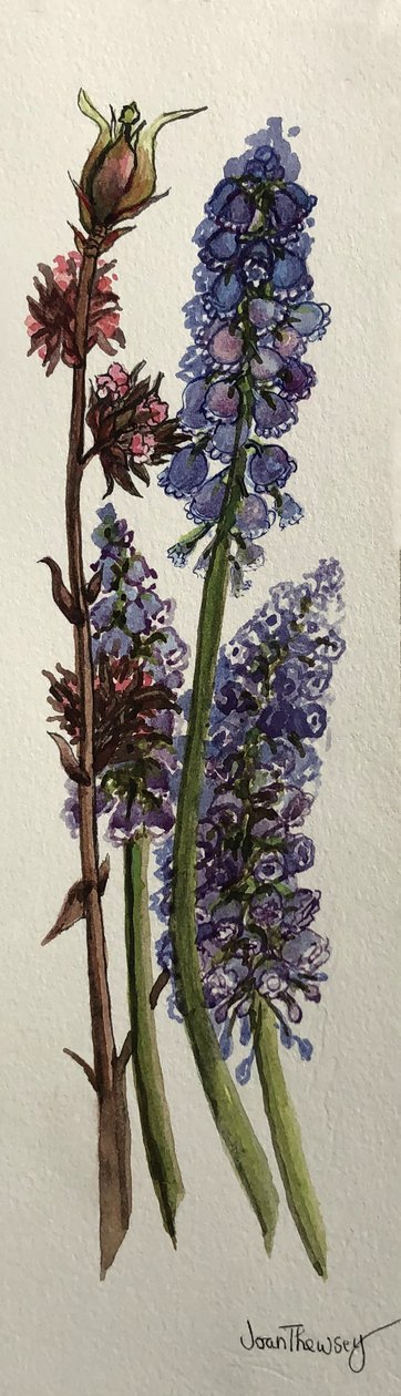 Muscari og Viburnum bodnantense (akvarell) av Joan Thewsey