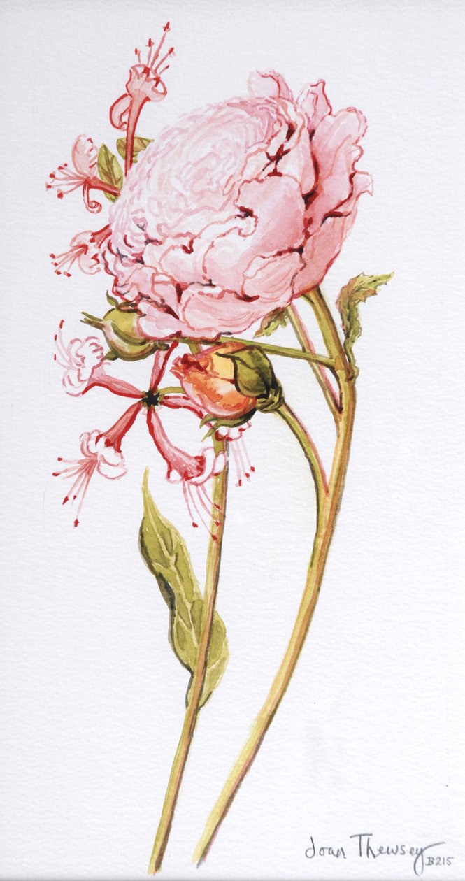 Pink Rose, Abraham Derby with Honeysuckle, 2008 av Joan Thewsey