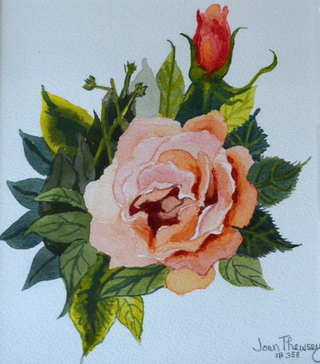Pink Rose and Bud, 1986,, av Joan Thewsey