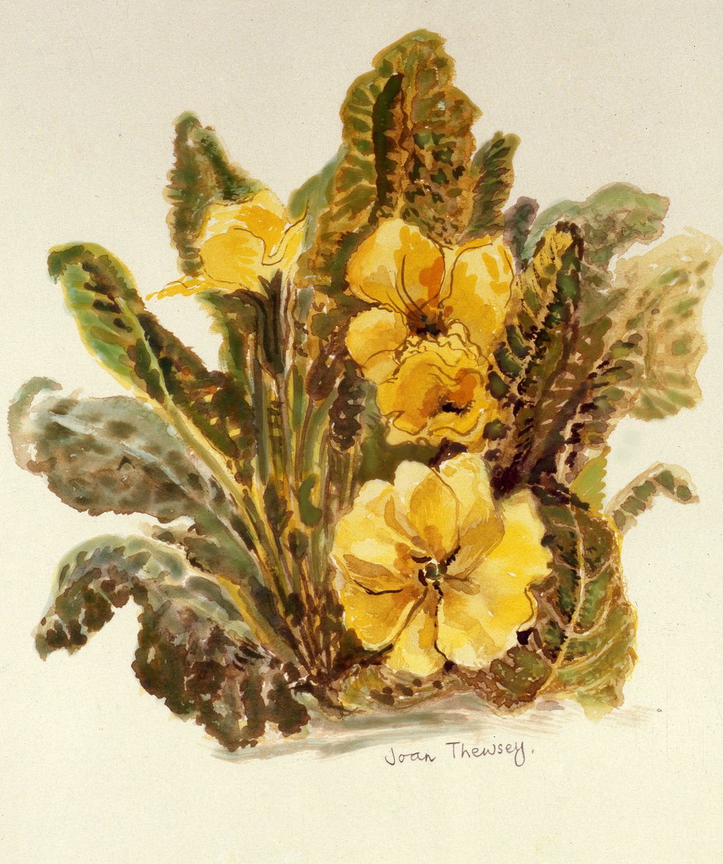 Primrose, 2010, akvarell på håndlaget papir, av Joan Thewsey