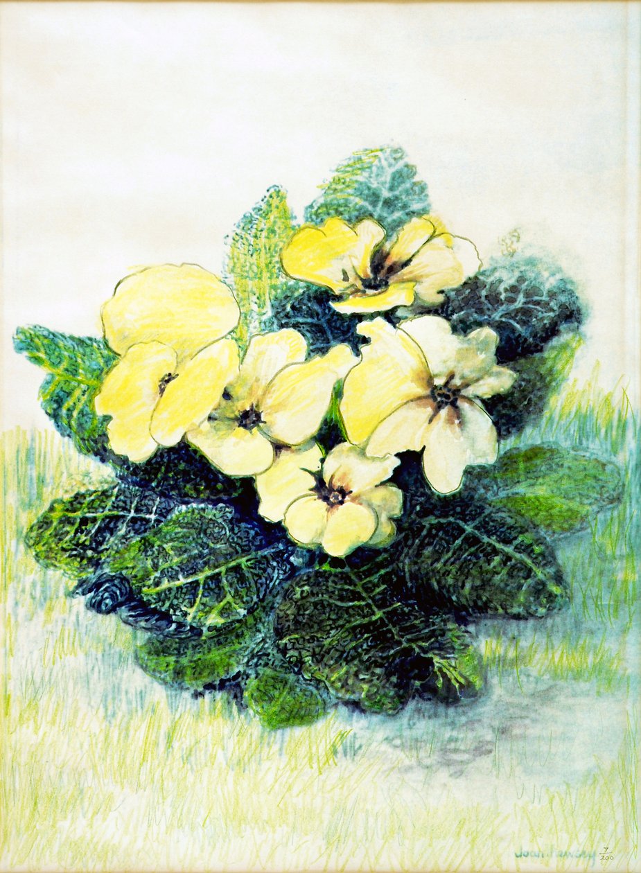 Primrose blekgul, 2005 (vannfarge) av Joan Thewsey