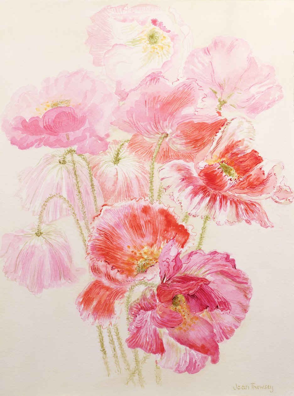Shirley Poppies av Joan Thewsey
