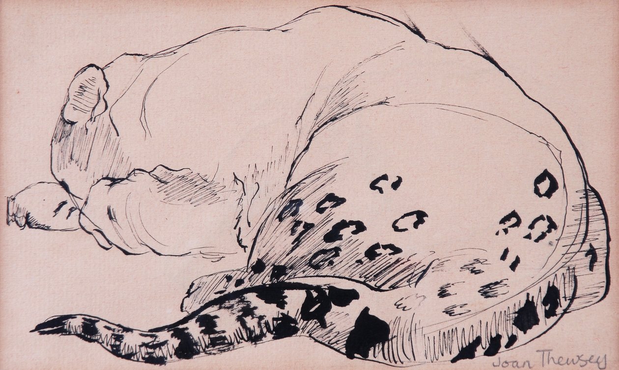 Sketch, Leopard, London Zoo 2005, (penn og blekk) av Joan Thewsey