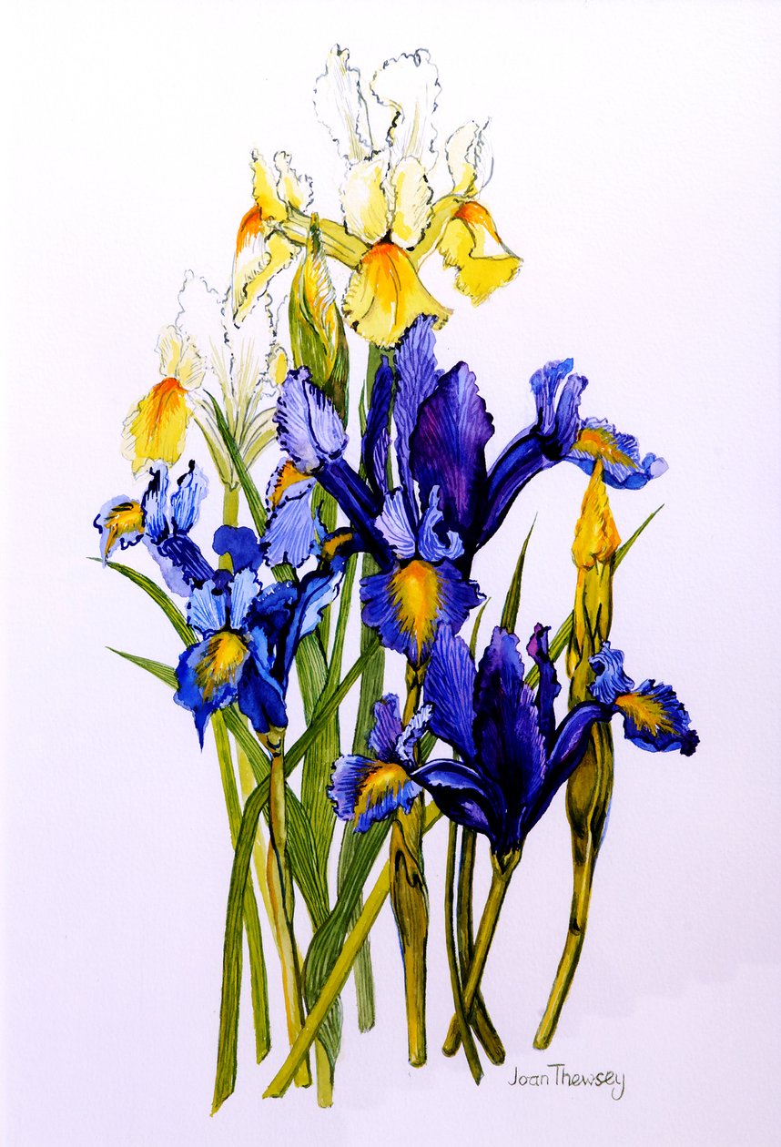 Tre lilla og to gule iris med knopper, 2010, akvarell av Joan Thewsey
