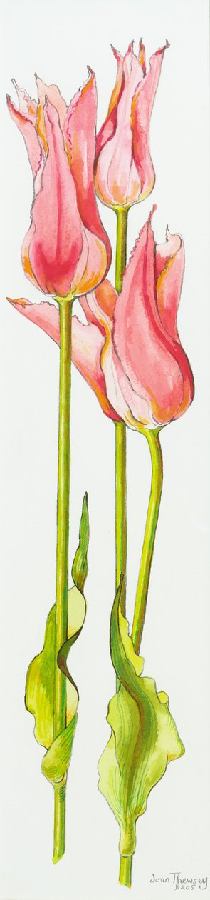 Tre røde liljeblomstrede tulipaner Marianne, akvarell, 2010 av Joan Thewsey