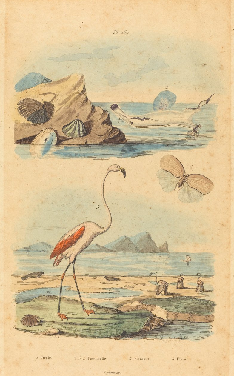 Flamingoer og skjell av Joh. Baptist Pfitzer after Acavie Baron