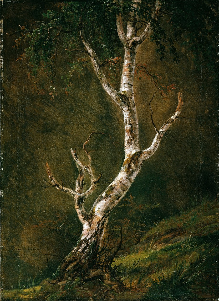 Studie av et bjørketre av Johan Christian Dahl