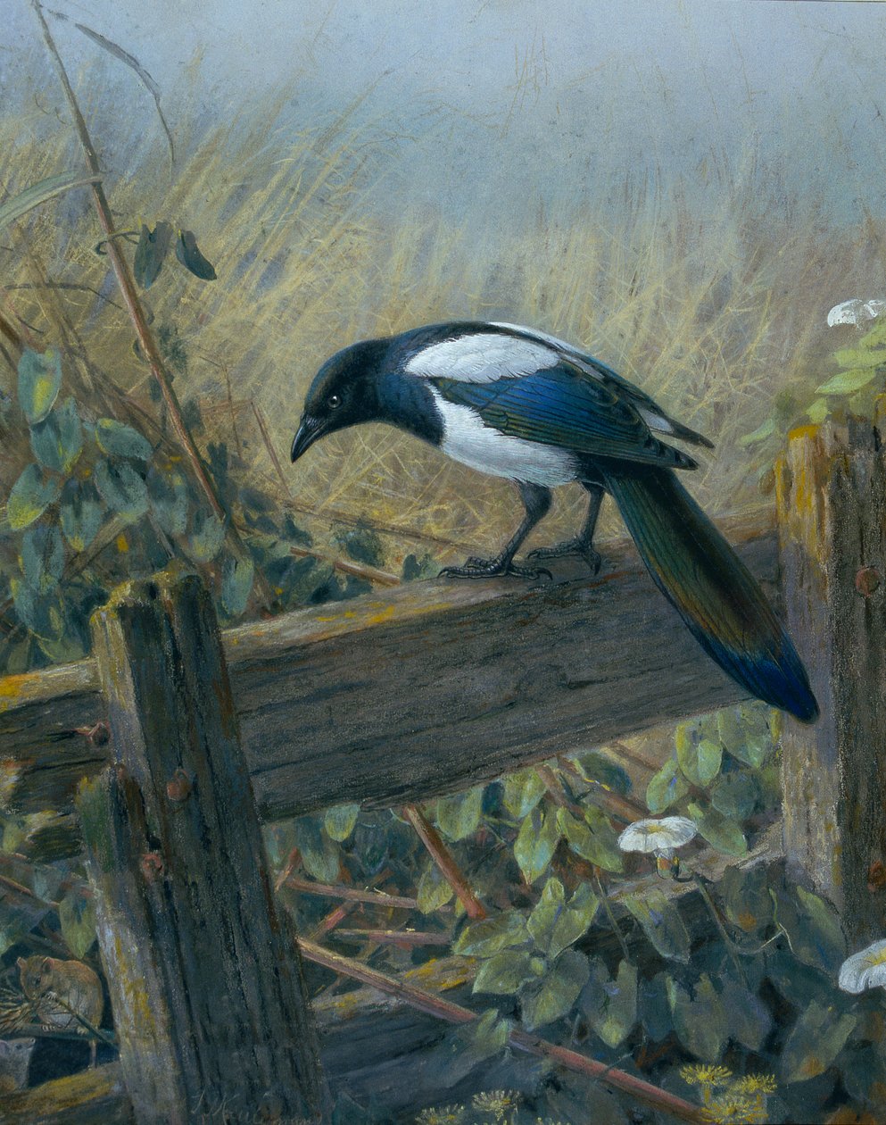 Magpie av Johan Gerard Keulemans