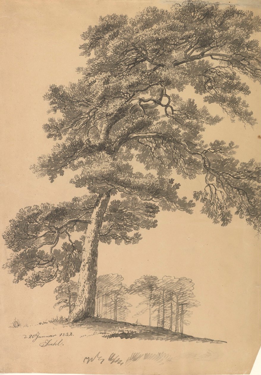 Furu av Johan Christian Dahl