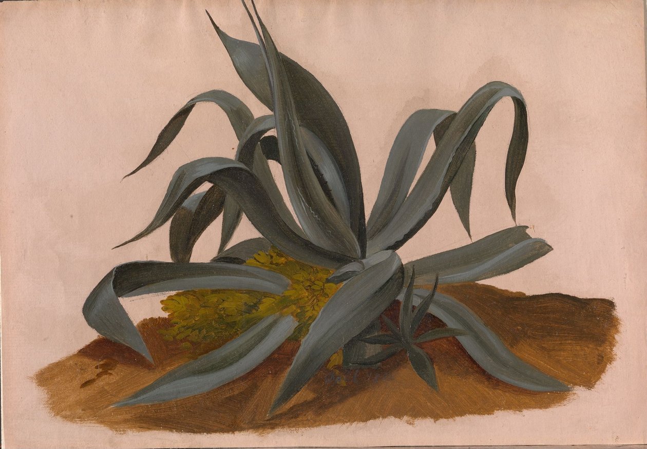 Studie av en agave av Johan Christian Dahl