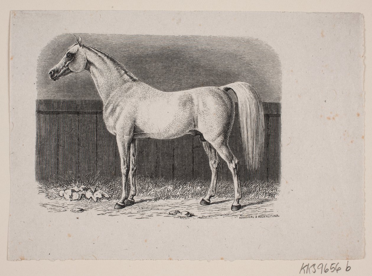 En hest av Johan Frederik Rosenstand