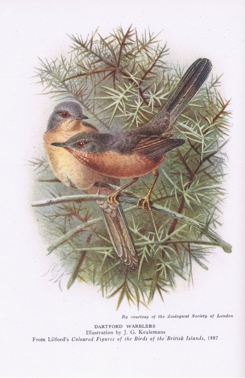 Dartford Warblers, Nature in Britain utgitt av Collins, 1946 av Johan Gerard Keulemans