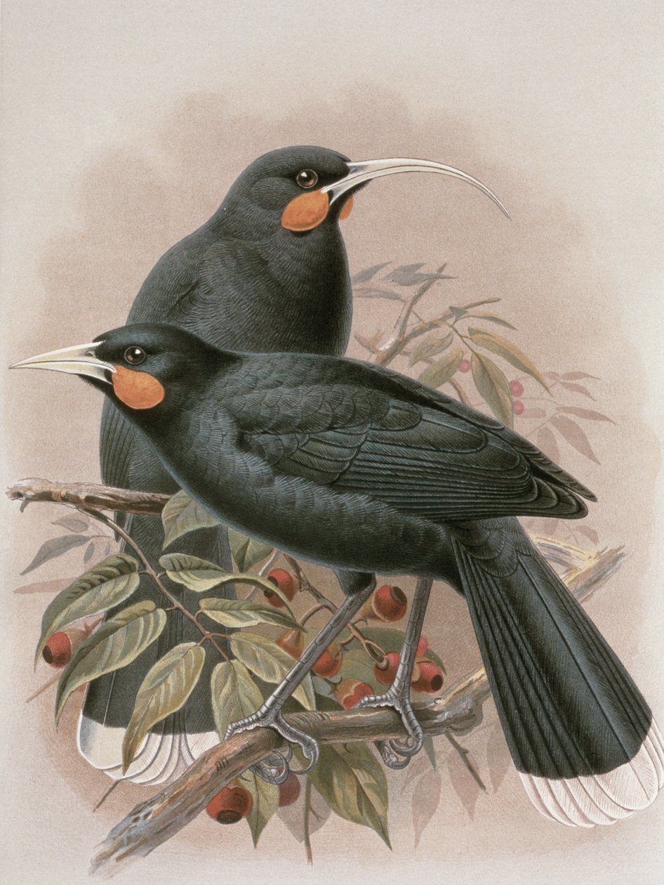 Huia, illustrasjon fra 
