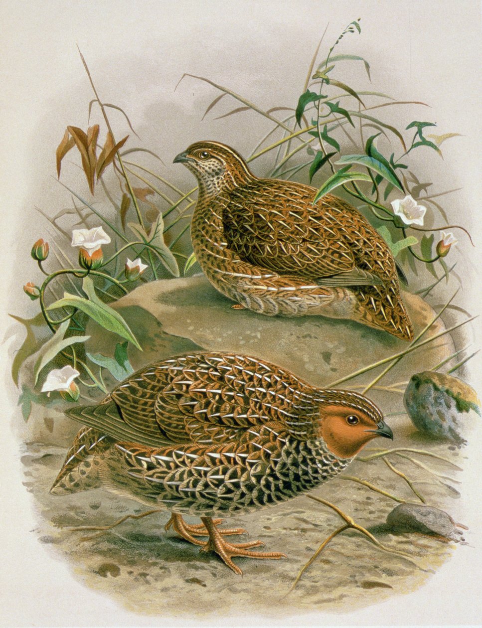 New Zealand Quail, illustrasjon fra 'A History of the Birds of New Zealand' av WL Buller, 1887-88 (chromolitho) av Johan Gerard Keulemans
