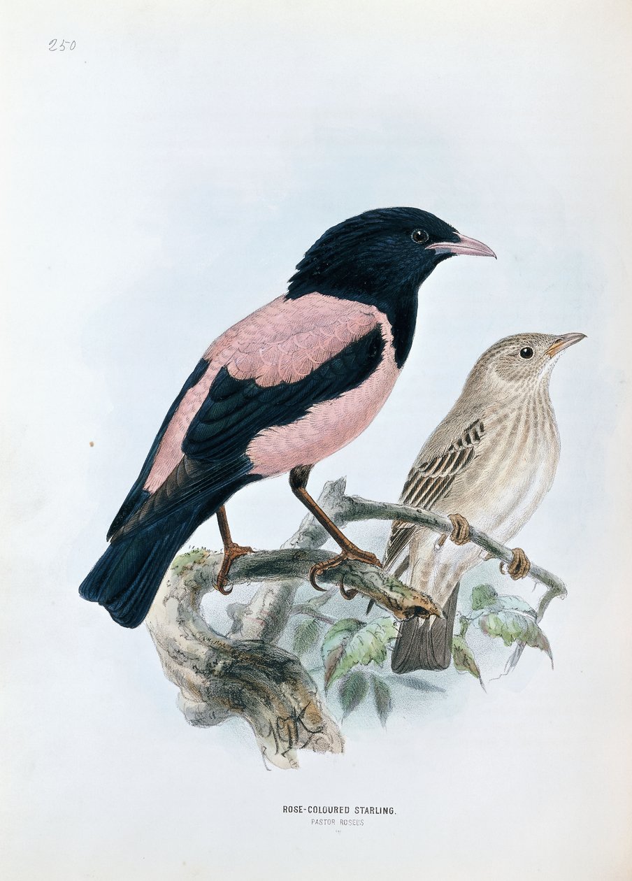Rosefarget stær av Johan Gerard Keulemans