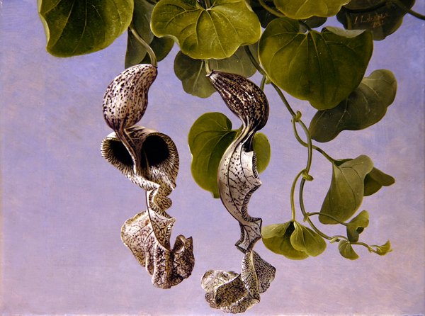 Osterluzei-blomster (Aristolochia Cymbifera) av Johan Laurents Jensen