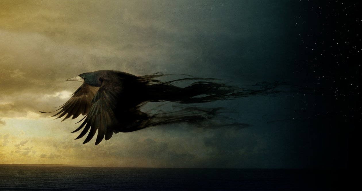 Bird Kingdom 2, 2018 (fotokunst) av Johan Lilja