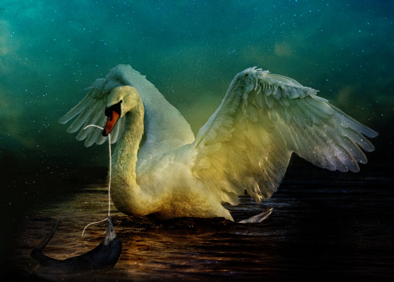 Bird Kingdom 6, 2018 (digital fotokunst) av Johan Lilja