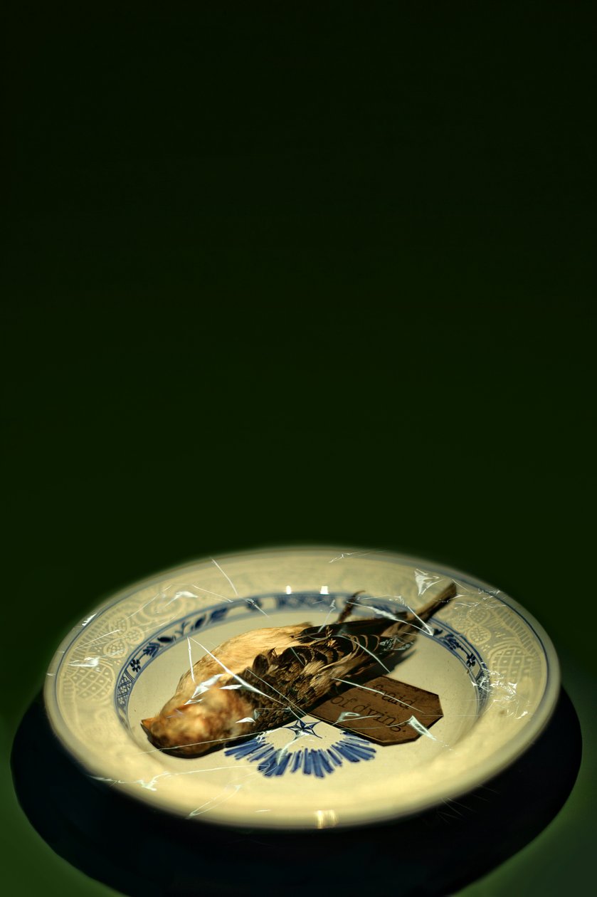 Fugleplate, 2015 (fotografi) av Johan Lilja